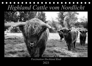 Highland Cattle vom Nordlicht – Faszination Hochland Rind (Tischkalender 2023 DIN A5 quer) von Knab,  Katharina