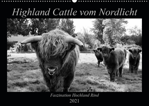 Highland Cattle vom Nordlicht – Faszination Hochland Rind (Wandkalender 2021 DIN A2 quer) von Knab,  Katharina