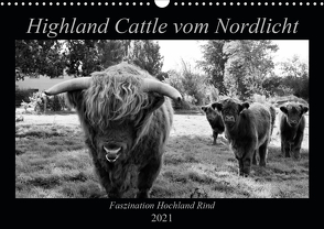 Highland Cattle vom Nordlicht – Faszination Hochland Rind (Wandkalender 2021 DIN A3 quer) von Knab,  Katharina