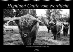Highland Cattle vom Nordlicht – Faszination Hochland Rind (Wandkalender 2022 DIN A2 quer) von Knab,  Katharina