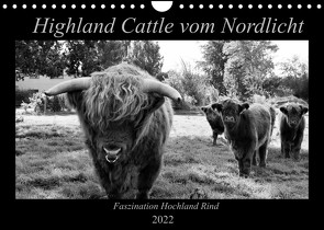 Highland Cattle vom Nordlicht – Faszination Hochland Rind (Wandkalender 2022 DIN A4 quer) von Knab,  Katharina