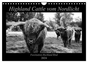 Highland Cattle vom Nordlicht – Faszination Hochland Rind (Wandkalender 2024 DIN A4 quer), CALVENDO Monatskalender von Knab,  Katharina