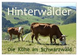Hinterwälder – Die Kühe aus dem Schwarzwald (Wandkalender 2024 DIN A2 quer), CALVENDO Monatskalender von Goldscheider,  Stefanie