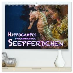 Hippocampus oder einfach nur Seepferdchen (hochwertiger Premium Wandkalender 2024 DIN A2 quer), Kunstdruck in Hochglanz von Gödecke,  Dieter