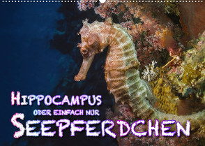 Hippocampus oder einfach nur Seepferdchen (Wandkalender 2022 DIN A2 quer) von Gödecke,  Dieter