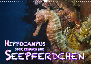 Hippocampus oder einfach nur Seepferdchen (Wandkalender 2023 DIN A3 quer) von Gödecke,  Dieter