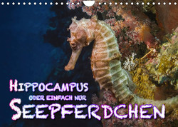 Hippocampus oder einfach nur Seepferdchen (Wandkalender 2023 DIN A4 quer) von Gödecke,  Dieter