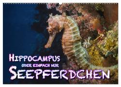 Hippocampus oder einfach nur Seepferdchen (Wandkalender 2024 DIN A2 quer), CALVENDO Monatskalender von Gödecke,  Dieter