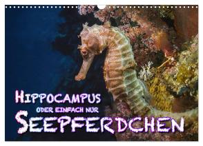 Hippocampus oder einfach nur Seepferdchen (Wandkalender 2024 DIN A3 quer), CALVENDO Monatskalender von Gödecke,  Dieter