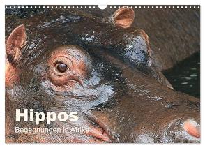 Hippos – Begegnungen in Afrika (Wandkalender 2024 DIN A3 quer), CALVENDO Monatskalender von Herzog,  Michael