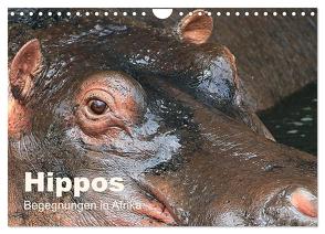 Hippos – Begegnungen in Afrika (Wandkalender 2024 DIN A4 quer), CALVENDO Monatskalender von Herzog,  Michael