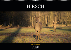Hirsch Kalender 2020 (Wandkalender 2020 DIN A2 quer) von Daniel Fotografie,  David