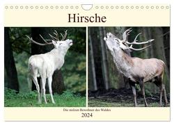 Hirsche – Die stolzen Bewohner des Waldes (Wandkalender 2024 DIN A4 quer), CALVENDO Monatskalender von Klatt,  Arno
