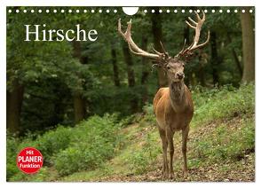 Hirsche (Wandkalender 2024 DIN A4 quer), CALVENDO Monatskalender von Klatt,  Arno