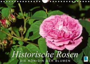 Historische Rosen – die Königin der Blumen (Wandkalender 2019 DIN A4 quer) von CALVENDO