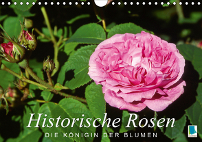 Historische Rosen – die Königin der Blumen (Wandkalender 2020 DIN A4 quer) von CALVENDO