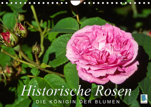 Historische Rosen – die Königin der Blumen (Wandkalender 2022 DIN A4 quer) von CALVENDO