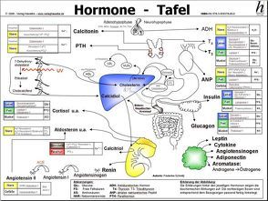 Hormone Tafel – A3 (laminiert) von Schmitz,  Frederike, Verlag Hawelka