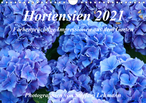 Hortensien 2021. Farbenprächtige Impressionen aus dem Garten (Wandkalender 2021 DIN A4 quer) von Lehmann,  Steffani