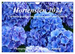 Hortensien 2024. Farbenprächtige Impressionen aus dem Garten (Wandkalender 2024 DIN A4 quer), CALVENDO Monatskalender von Lehmann,  Steffani