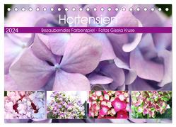 Hortensien Bezauberndes Farbenspiel (Tischkalender 2024 DIN A5 quer), CALVENDO Monatskalender von Kruse,  Gisela