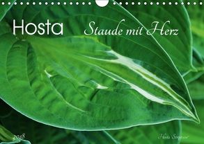 Hosta Staude mit Herz (Wandkalender 2018 DIN A4 quer) von Heußlein,  Jutta