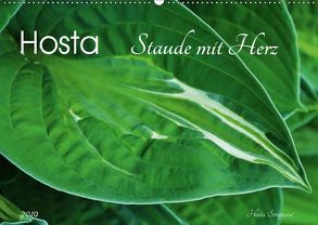 Hosta Staude mit Herz (Wandkalender 2019 DIN A2 quer) von Heußlein,  Jutta