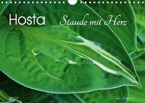 Hosta Staude mit Herz (Wandkalender 2020 DIN A4 quer) von Heußlein,  Jutta