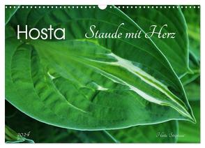 Hosta Staude mit Herz (Wandkalender 2024 DIN A3 quer), CALVENDO Monatskalender von Heußlein,  Jutta