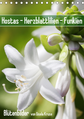 Hostas Herzblattlilien Funkien (Tischkalender 2020 DIN A5 hoch) von Kruse,  Gisela