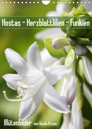 Hostas Herzblattlilien Funkien (Wandkalender 2023 DIN A4 hoch) von Kruse,  Gisela