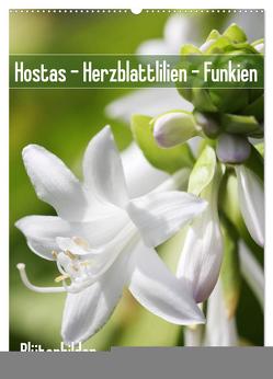 Hostas Herzblattlilien Funkien (Wandkalender 2024 DIN A2 hoch), CALVENDO Monatskalender von Kruse,  Gisela