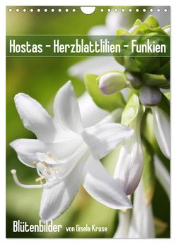 Hostas Herzblattlilien Funkien (Wandkalender 2024 DIN A4 hoch), CALVENDO Monatskalender von Kruse,  Gisela