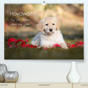 Hovawart – Auf vier Pfoten durch das Jahr (Premium, hochwertiger DIN A2 Wandkalender 2023, Kunstdruck in Hochglanz) von Moswald,  Ulla
