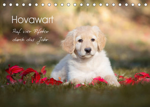 Hovawart – Auf vier Pfoten durch das Jahr (Tischkalender 2023 DIN A5 quer) von Moswald,  Ulla