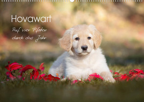 Hovawart – Auf vier Pfoten durch das Jahr (Wandkalender 2023 DIN A2 quer) von Moswald,  Ulla
