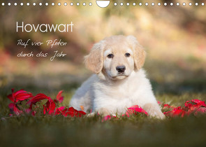 Hovawart – Auf vier Pfoten durch das Jahr (Wandkalender 2023 DIN A4 quer) von Moswald,  Ulla