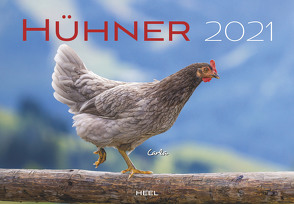 Hühner 2021