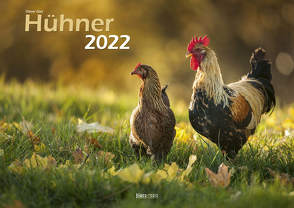 Hühner 2022 Bildkalender A3 quer – Oliver Giel von Giel,  Oliver, Klaes,  Holger