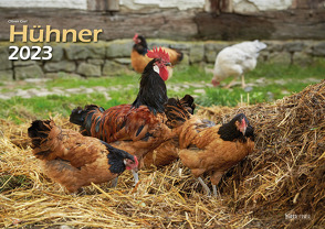 Hühner 2023 Bildkalender A3 quer – Oliver Giel von Giel,  Oliver, Klaes,  Holger