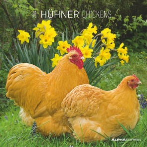 Hühner 2024 – Broschürenkalender 30×30 cm (30×60 geöffnet) – Kalender mit Platz für Notizen – Hühner – Bildkalender – Wandkalender – Hühnerkalender