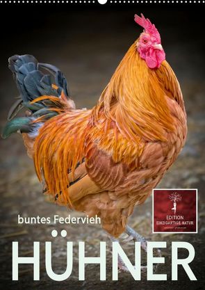 Hühner – buntes Federvieh (Premium, hochwertiger DIN A2 Wandkalender 2022, Kunstdruck in Hochglanz) von Roder,  Peter