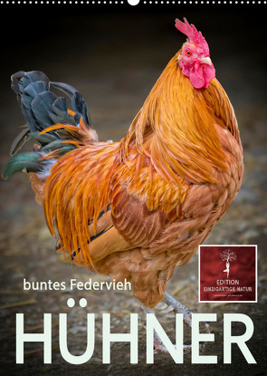 Hühner – buntes Federvieh (Wandkalender 2023 DIN A2 hoch) von Roder,  Peter