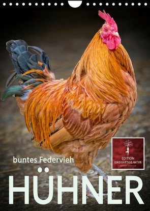 Hühner – buntes Federvieh (Wandkalender 2023 DIN A4 hoch) von Roder,  Peter
