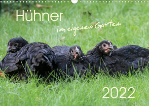 Hühner im eigenen Garten (Wandkalender 2022 DIN A3 quer) von Stephan,  Nicole