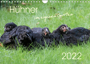 Hühner im eigenen Garten (Wandkalender 2022 DIN A4 quer) von Stephan,  Nicole