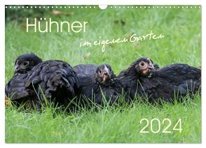 Hühner im eigenen Garten (Wandkalender 2024 DIN A3 quer), CALVENDO Monatskalender von Stephan,  Nicole