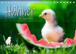 Hühner im Garten (Tischkalender 2023 DIN A5 quer) von Zabel,  Fotografie