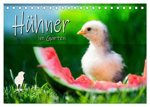 Hühner im Garten (Tischkalender 2024 DIN A5 quer), CALVENDO Monatskalender von Zabel,  Fotografie
