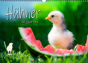 Hühner im Garten (Wandkalender 2023 DIN A3 quer) von Zabel,  Fotografie